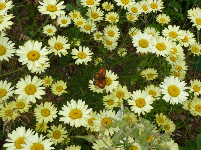 Gatekeeper, our garden – 8.07.2010