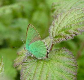 Green Hairstreak, Llanmynech Rocks – 19.05.2010