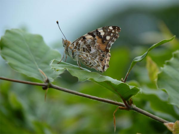 Painted Lady, our garden – 05.06.2010
