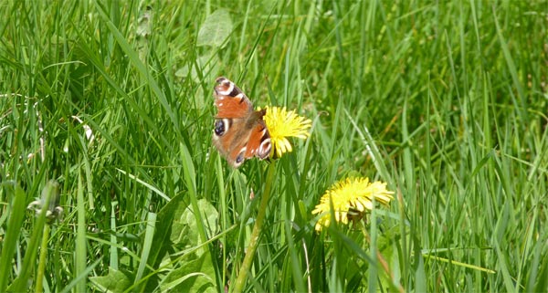 Peacock on dandelion – 09.05.2010