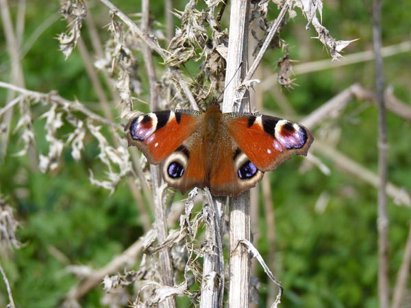 Peacock – 13.04.2010