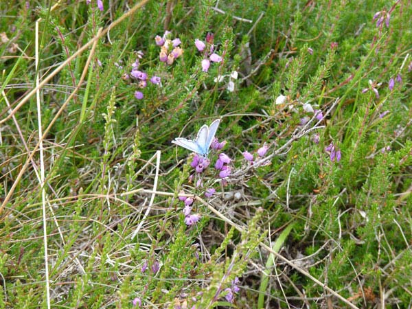 Silver-studded Blue, Prees Heath – 19.07.2010