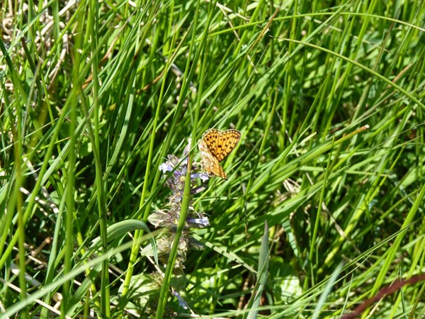 Small Pearl-bordered Fritillary during timed count, Stiperstones – 20.06.2010