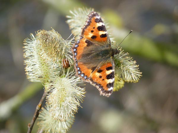 Small Tortoiseshell on catkin – 13.04.2010