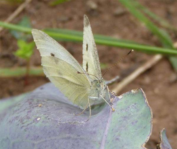 Small White with egg, our garden – 13.08.2010