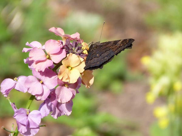 Underwing of Peacock on Perennial Wallflower, our garden – 19.05.2010